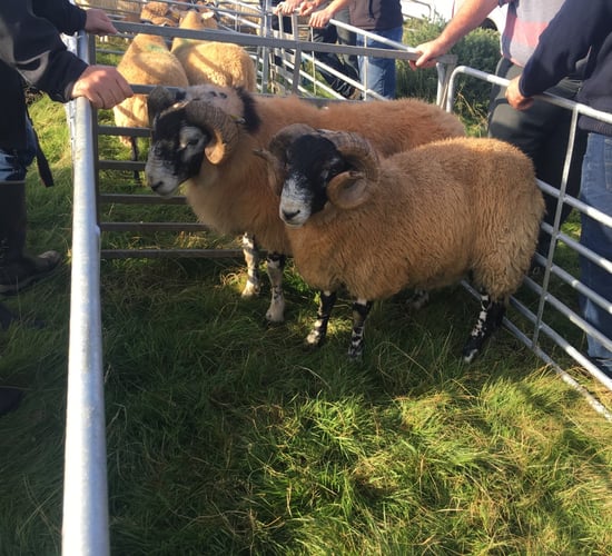 'There is an increasing interest in protecting bloodlines and progressing breeds'