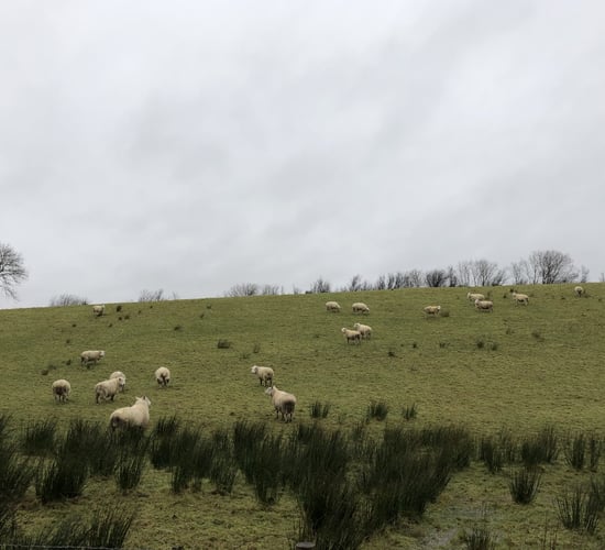 'Ewes that are in good condition at mating time are going to give you more lambs'