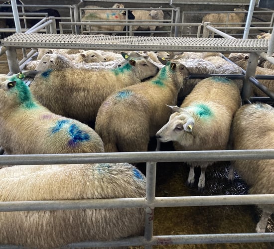 Sheep trade: Price recovery continues as deals reach €6.40/kg