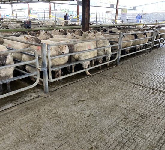 Sheep prices: Fierce competition for numbers sees prices push on once more