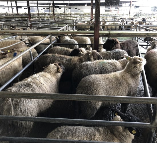 Sheep kill: Rise in hogget supply during improved trade