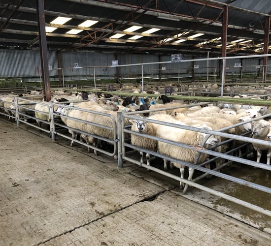 Brighter trade seen for heavy hoggets at some marts throughout the week