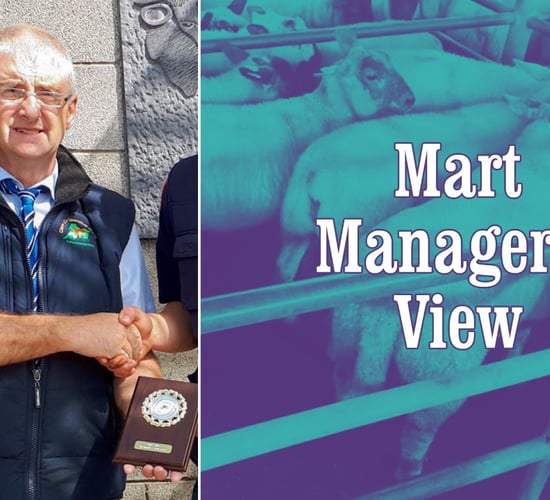 Video: 'Sheep prices running the best part of €20/head more on this time last year'