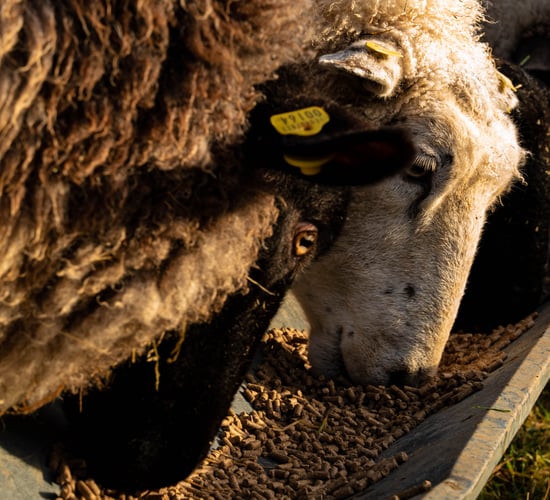 Reducing meal costs by making use of scanning results