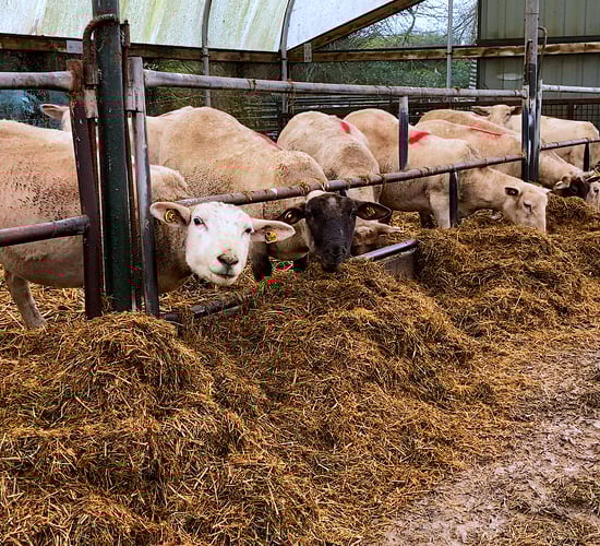 Sheepmeat imports from New Zealand increase in 2021