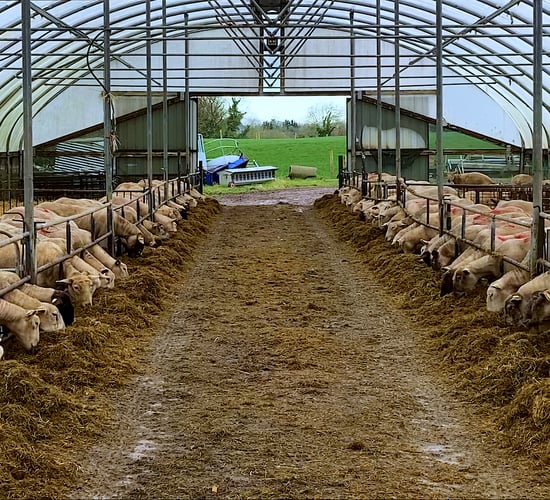 Sheep Focus: Gearing up for the lambing season at Salesian Agricultural College