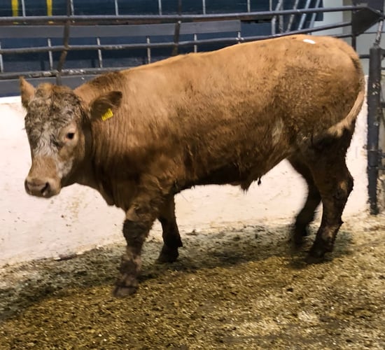 Pics and prices: Quality stores on offer in Kilcullen Mart