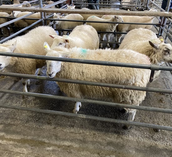 Sheep trade: Quotes for hoggets at €5.95-6.10/kg