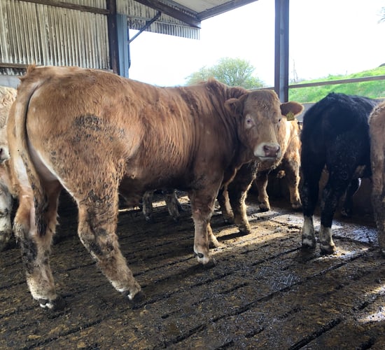 Beef trade: Steer quotes fall a further 5c/kg this week