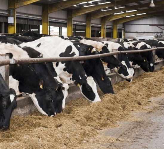 Good silage fermentation performs much of the work of digestion