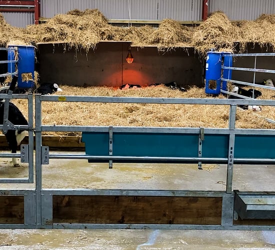 Dairy advice: Fundamentals of calf rumen development