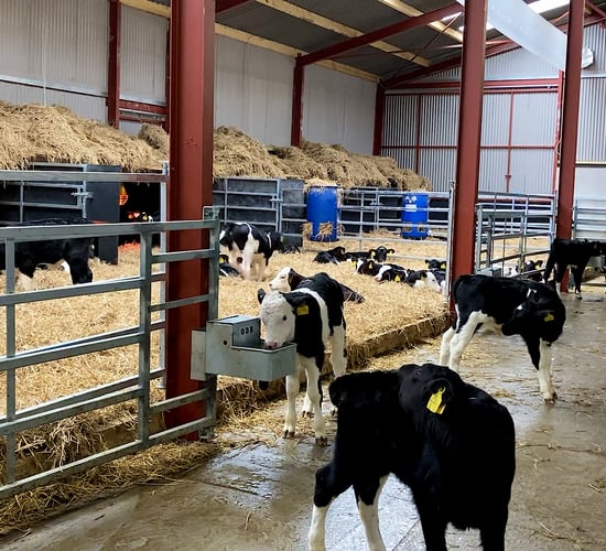 Dairy calf registrations surpass 980,000 head