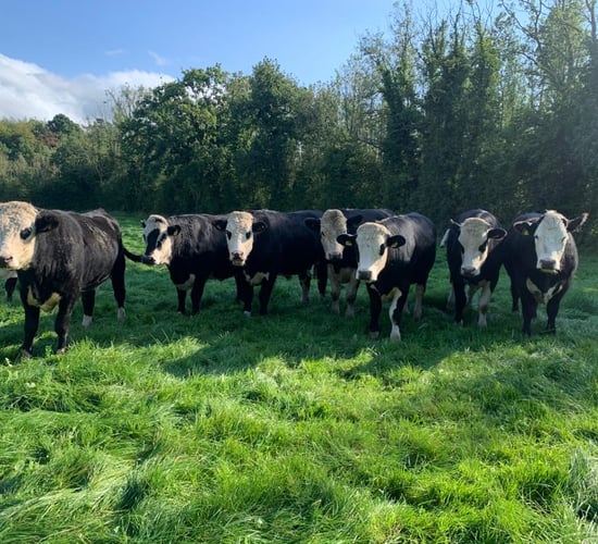 Beef offal value surges by over 100% in 12 months