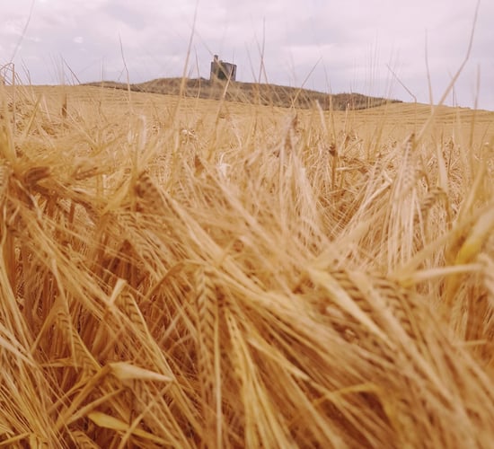 High-quality Irish distilling barley in high demand for 2022