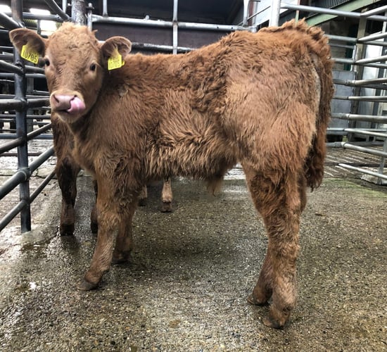 Calves sell up to €455/head at Enniscorthy Mart