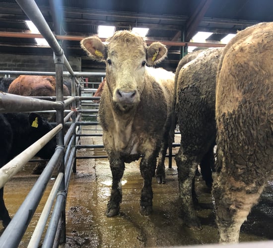 'A big jump' in lighter store cattle prices at Dungarvan Mart this week