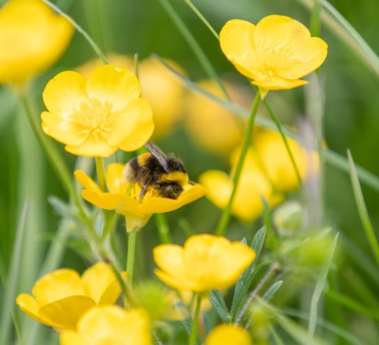 Call to implement citizens' assembly report on biodiversity loss