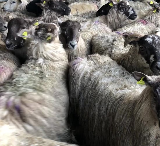 'Sheep farmers are getting their turn of really good prices'