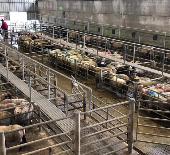 Hoggets sell up to €168/head at Ennis Mart on Monday