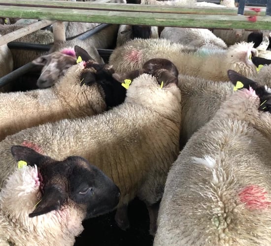 Sheep trade: Factories deliver a 30c/kg boost for hoggets