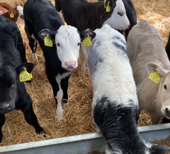 Green Acres: The relationship between calf purchase price and carcass value