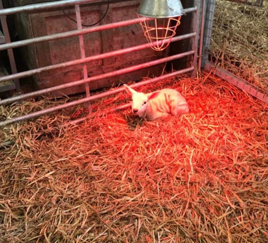 Options for dealing with surplus lambs and artificially rearing them
