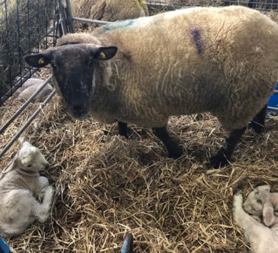 How much colostrum should my newborn lambs be getting?