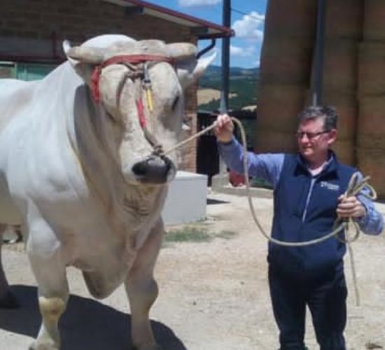 Video: Flying Chianina cattle first-class to Abu Dhabi