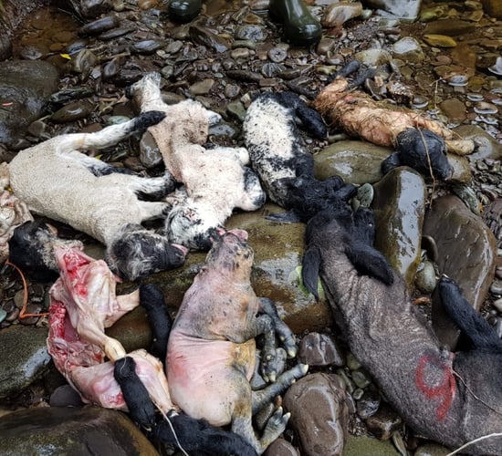 Kerry County Council appeals for information on lambs found dumped in river