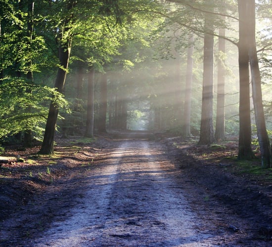 World Wildlife Day 2021: This year's theme centres around the importance of forestry