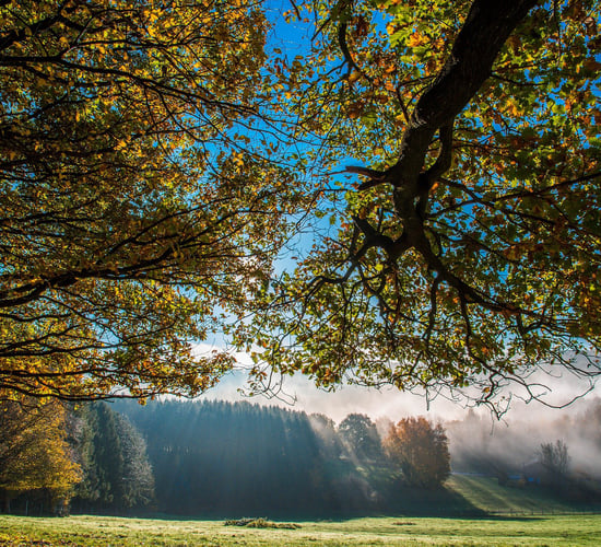 UCD students hosting free webinar on agroforestry next week
