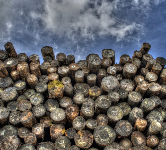 Oireachtas report 'demonstrates need for urgent action' under new forestry plan - FII
