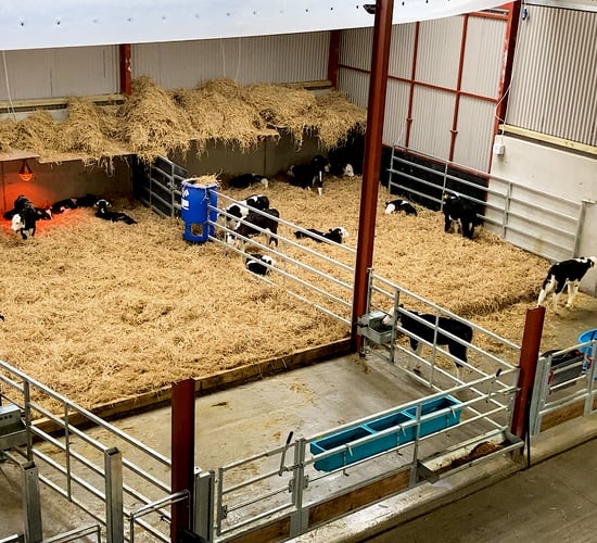 Calving season: The importance of good hygiene