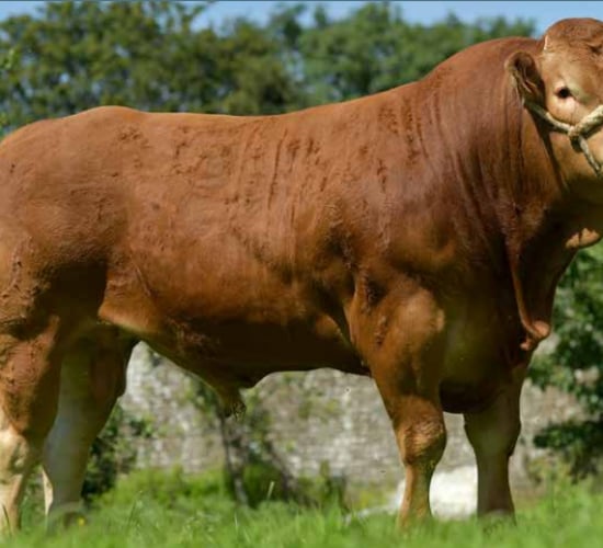New beef sires added to Gene Ireland Programme