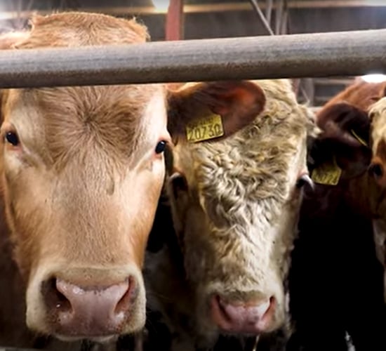 Cattle marts: Wet weather fails to dampen the trade