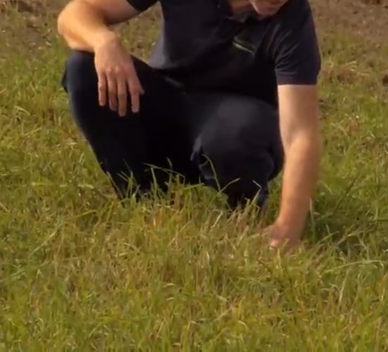 Videos launched to help farmers identify grass weeds in crops
