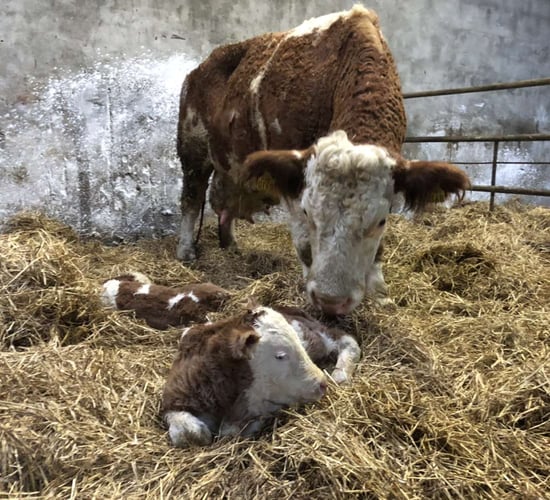 Keeping on top of hygiene during the calving season