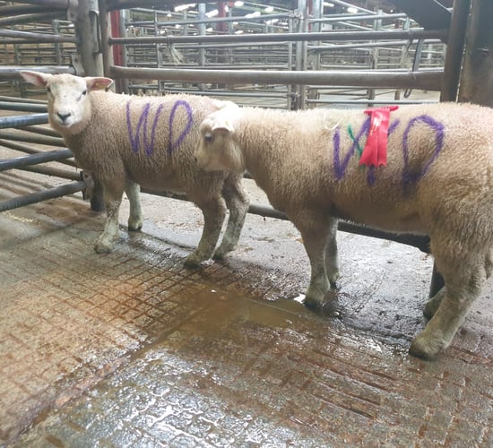 Spring lamb show and sale sees prices reach €282 at Raphoe Mart