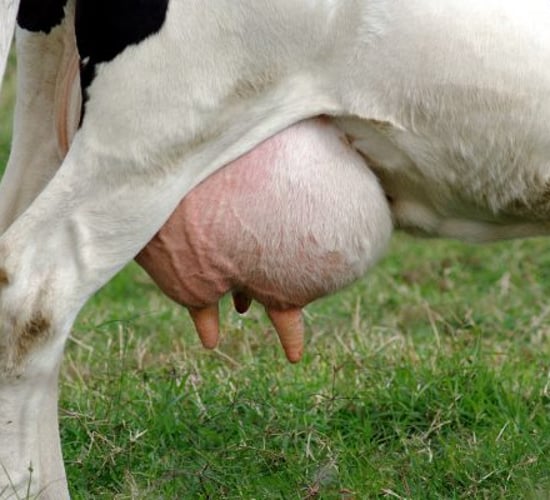 Bolus predicted to cut antibiotic usage for mastitis by 90% in Irish herd