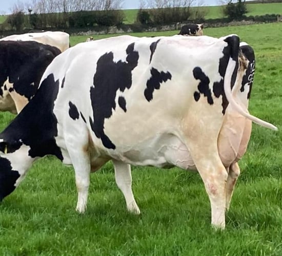Prices reach €4,200 at Ballycannon dispersal sale