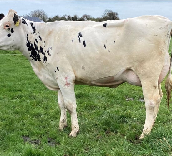 Dispersal sale of Ballycannon dairy herd; includes highly-rated cows