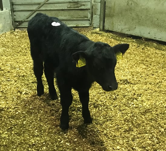 Ballyjamesduff see boost in calf trade from Northern farmers