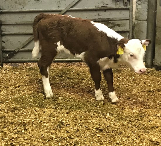 Calf trade: More beef-sired calves coming onto the scene