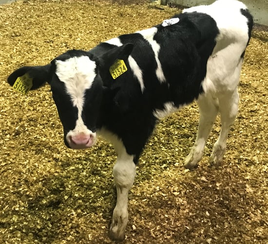 7% of beef farmers willing to rear dairy-sired bull calves