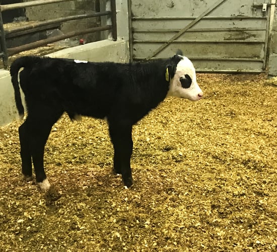 Pics and prices: Calf prices ease back at Ballyjamesduff Mart