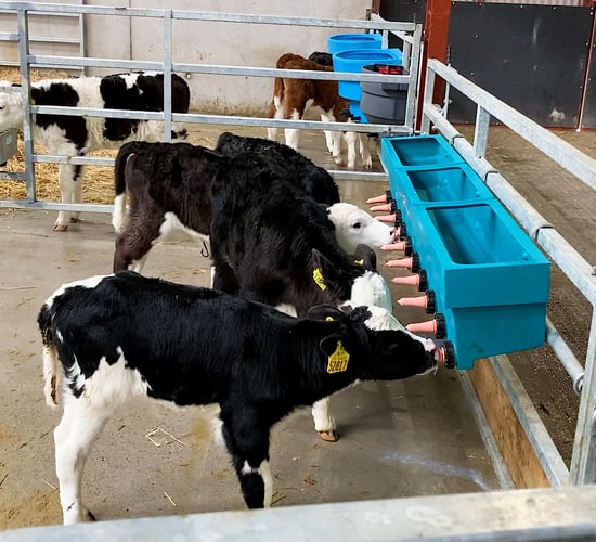 Dairy advice: Moving calves to OAD feeding