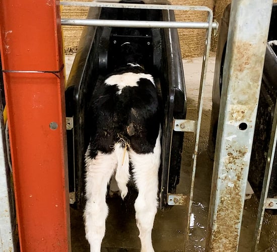 Calf registrations edge closer to 1 million mark