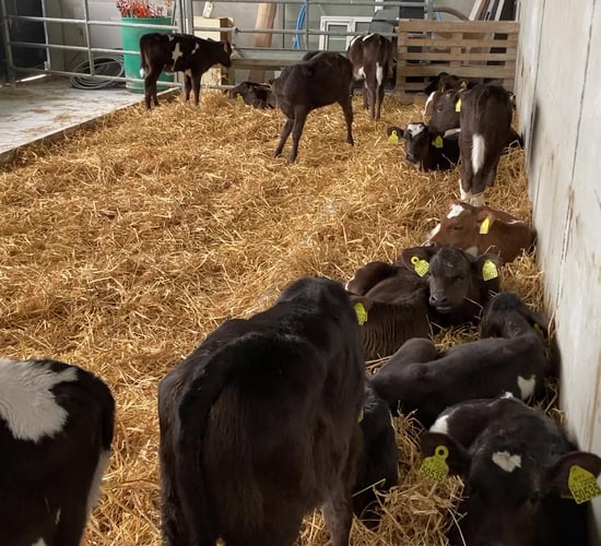 Calf registrations down 26,000 compared to 2022