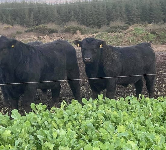 Top bulls to go under hammer at online Angus sale this week