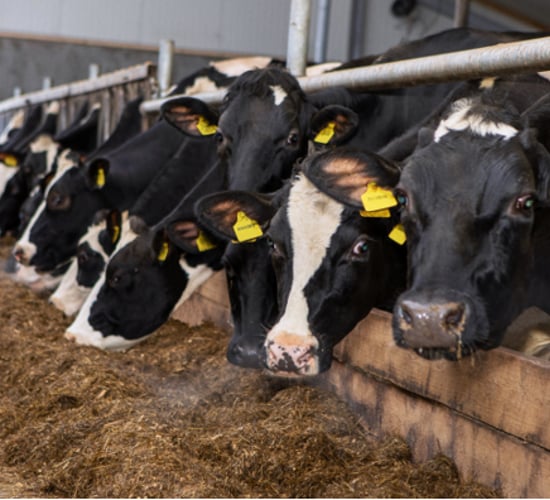 Family farm sees yields lift by over 10% after adopting robotic milking system